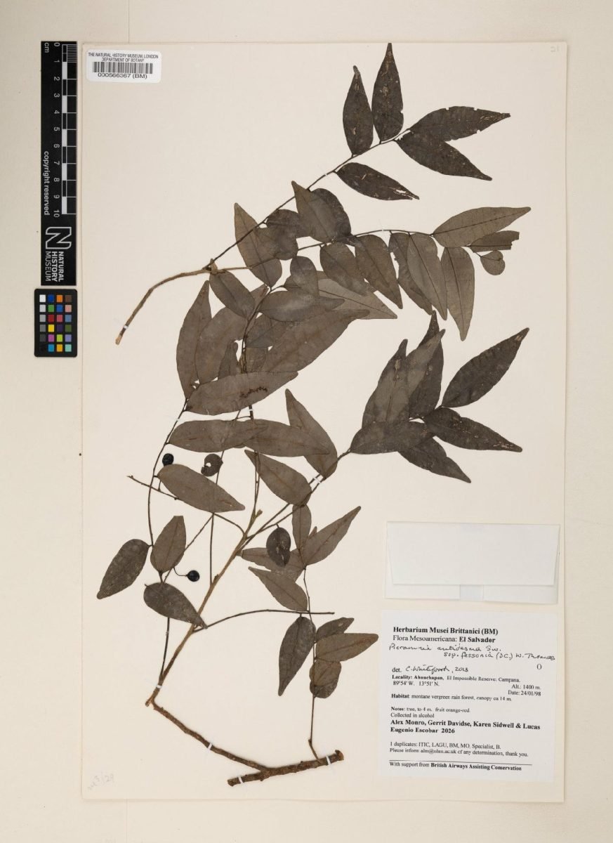 Picramnia antidesma subsp. fessonia photograph 6