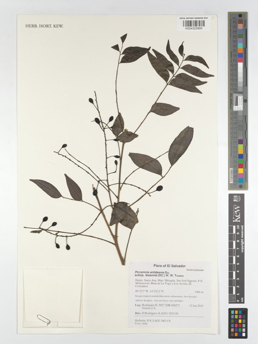 Picramnia antidesma subsp. fessonia photograph 3