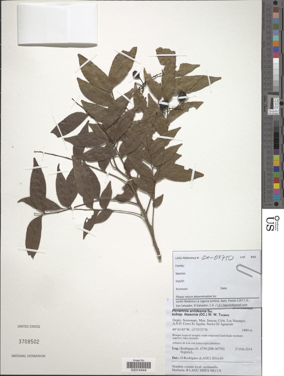Picramnia antidesma subsp. fessonia photograph 4