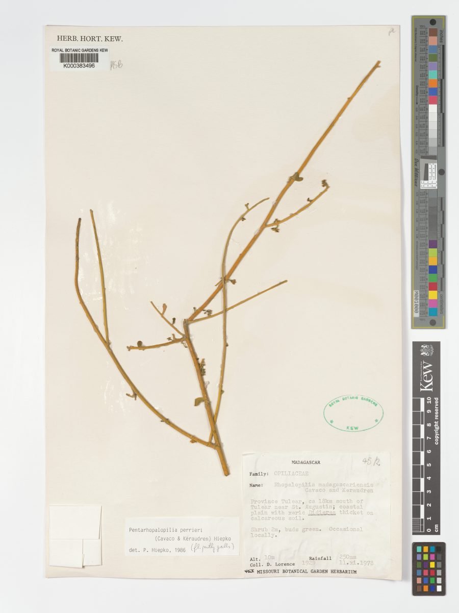 Pentarhopalopilia perrieri photograph 3