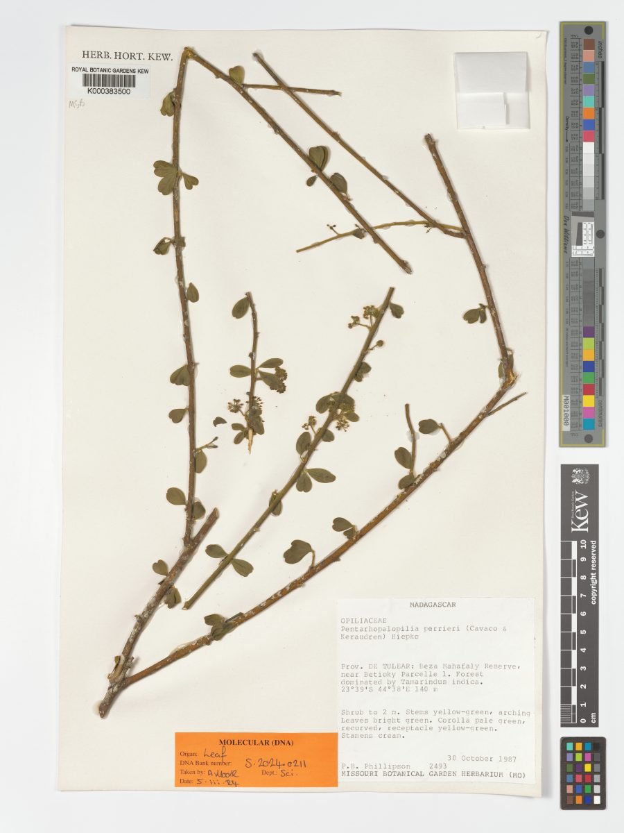 Pentarhopalopilia perrieri photograph 2