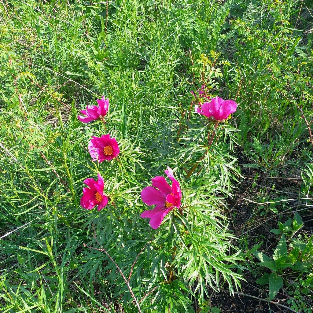 Paeonia intermedia photograph 2