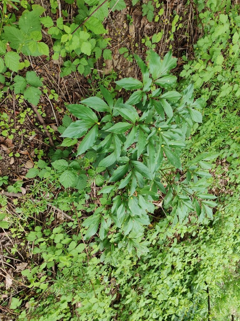 Paeonia lactiflora