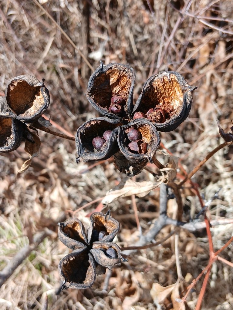 Paeonia lactiflora photograph 3