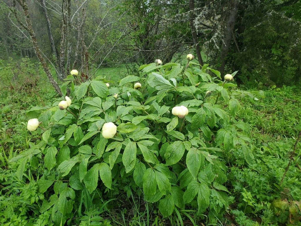 Paeonia daurica subsp. macrophylla