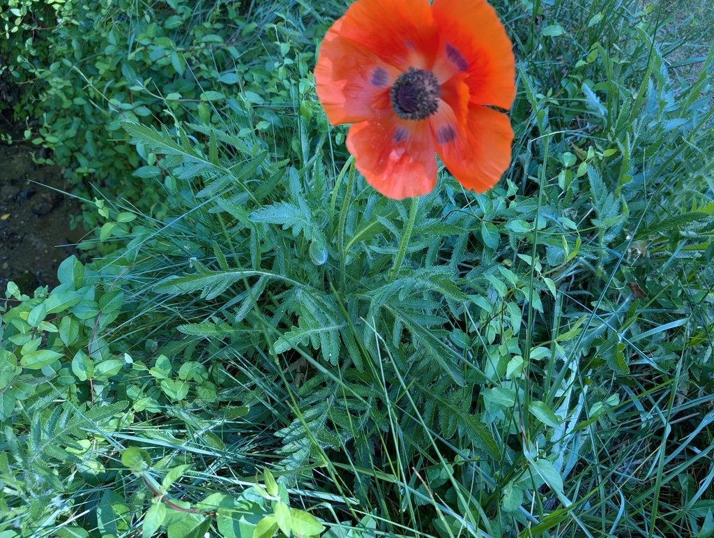 Papaver orientale