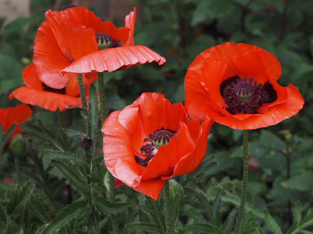 Papaver orientale photograph 3