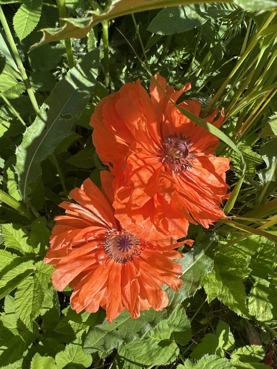 Papaver orientale photograph 6