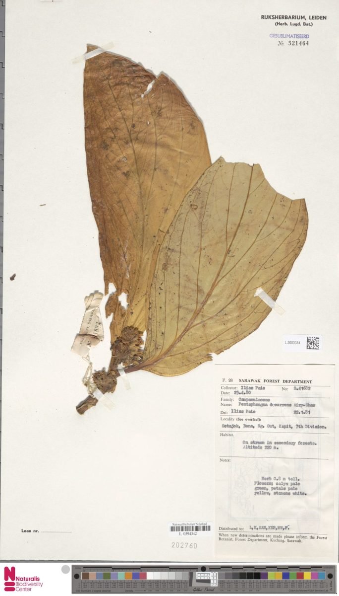 Pentaphragma decurrens photograph 6