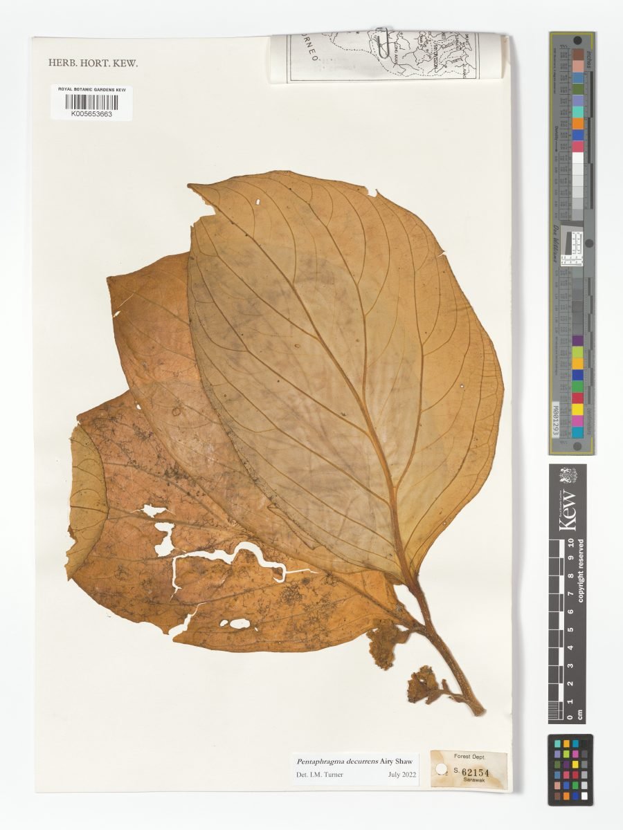Pentaphragma decurrens photograph 3