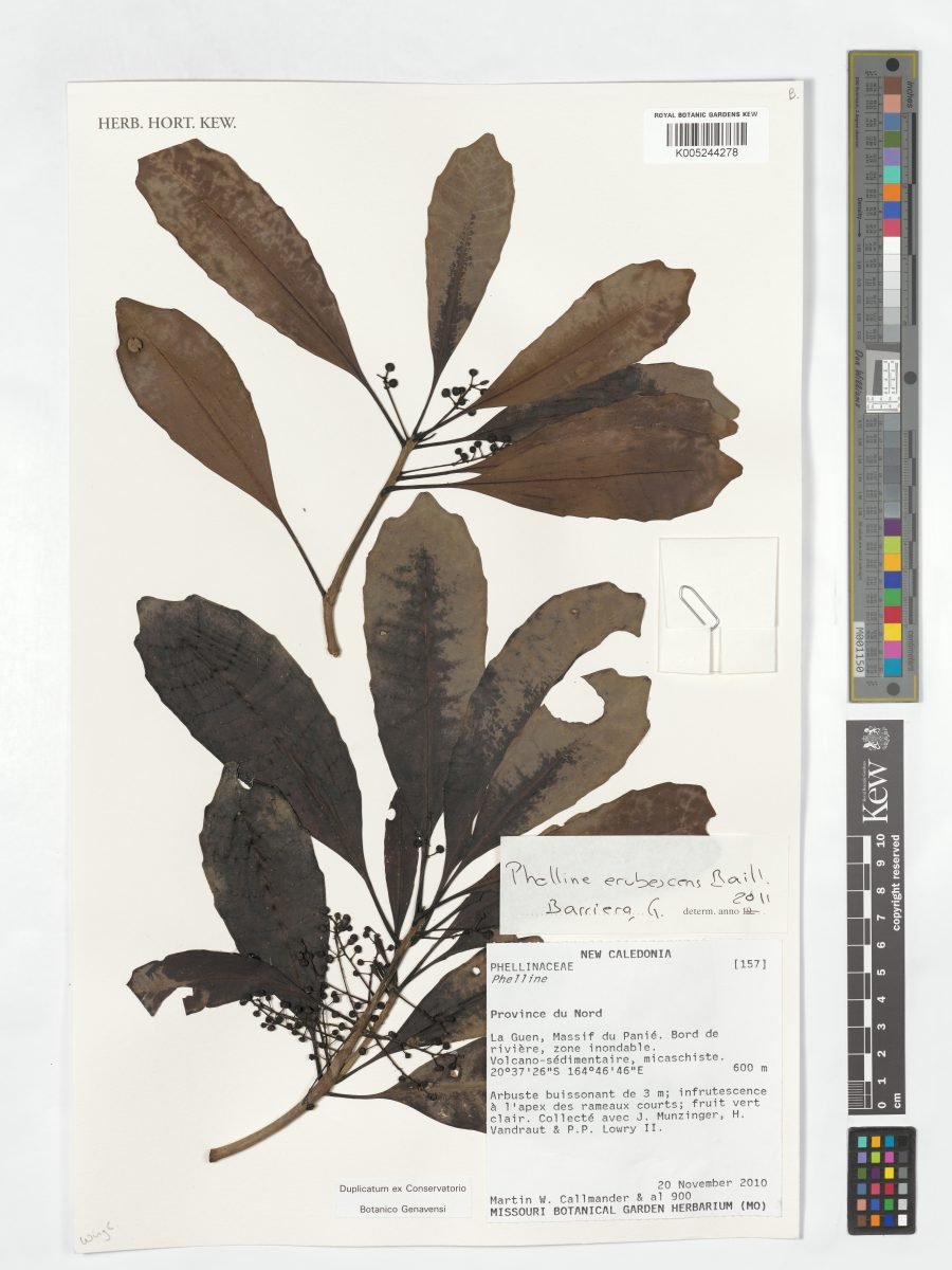 Phelline erubescens photograph 3