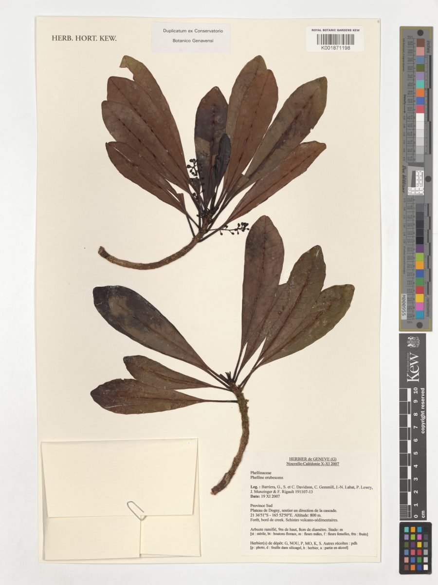 Phelline erubescens photograph 5