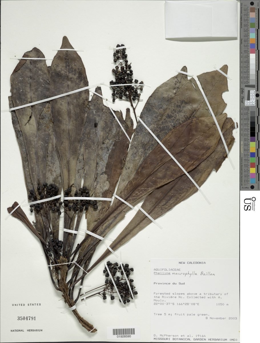 Phelline macrophylla photograph 5