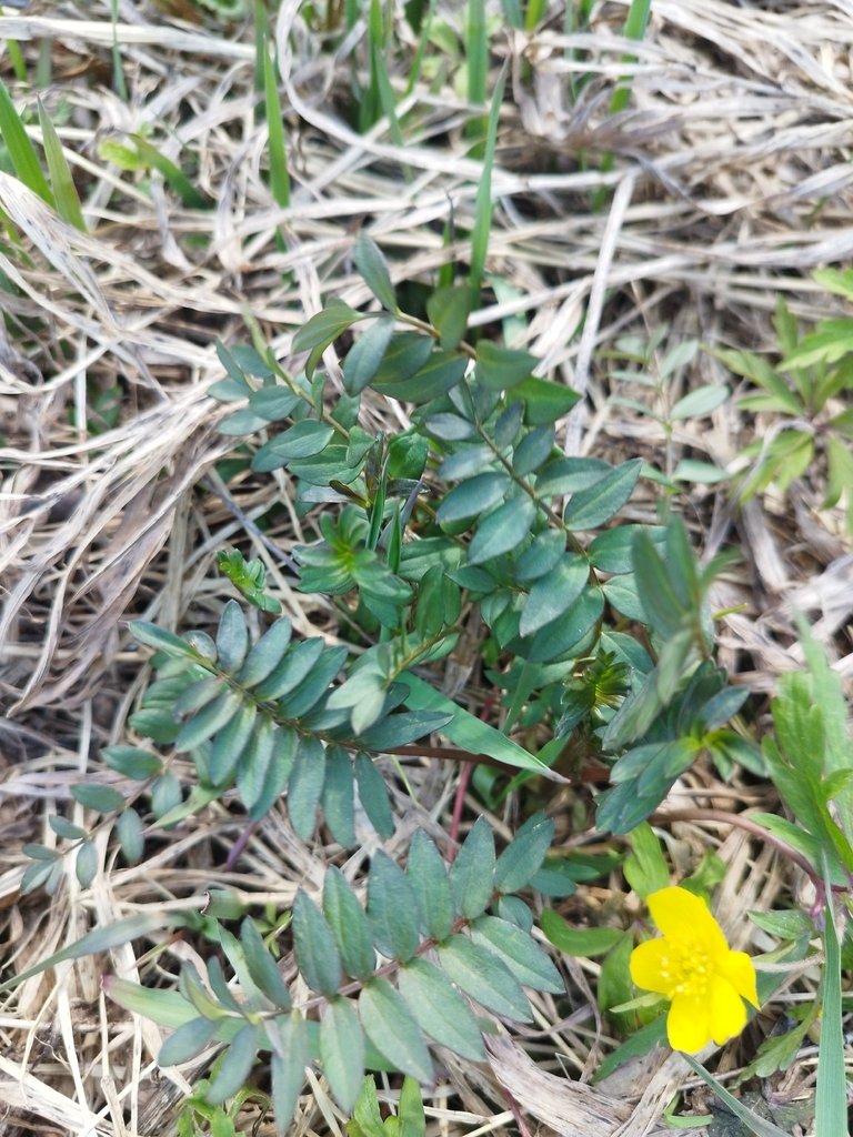 Polemonium caeruleum photograph 6