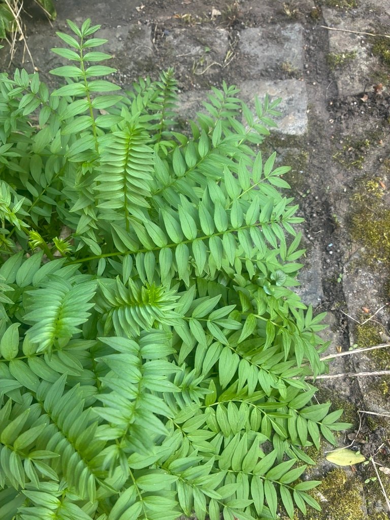 Polemonium caeruleum
