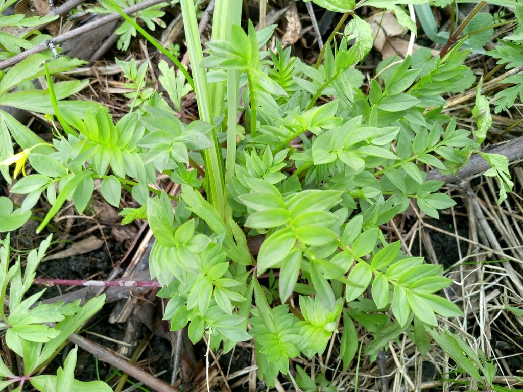 Polemonium caeruleum photograph 2