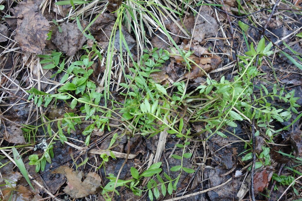 Polemonium caeruleum photograph 5