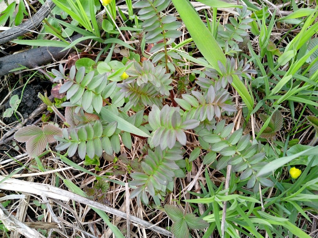 Polemonium caeruleum photograph 4