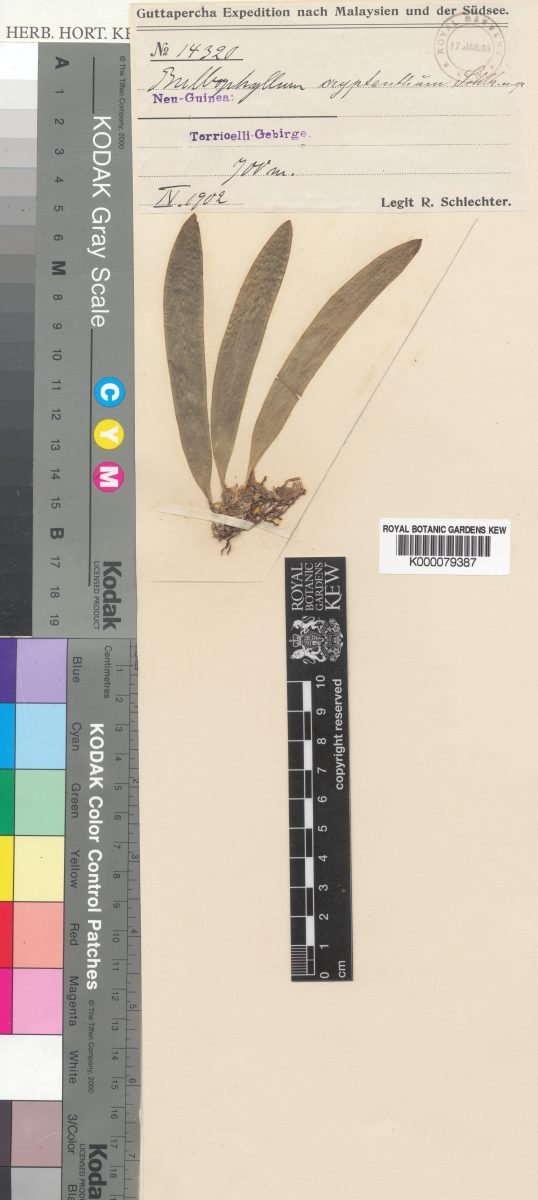 Bulbophyllum dichilus