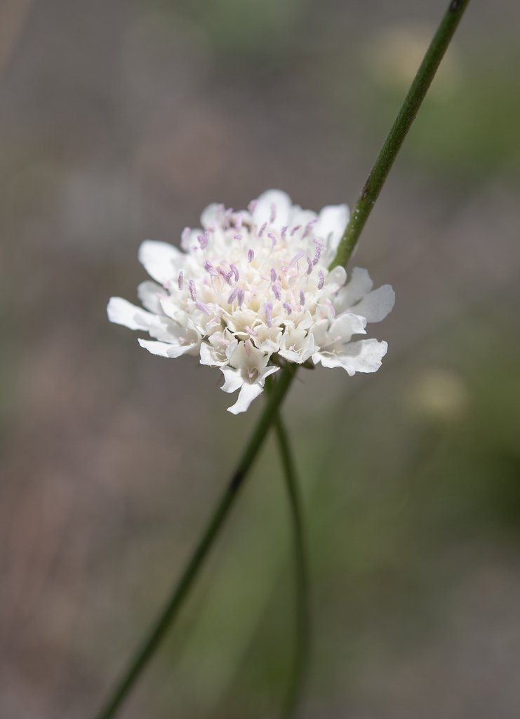Scabiosa columbaria photograph 3