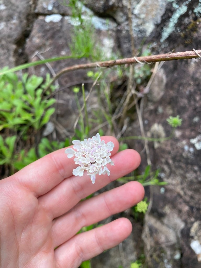 Scabiosa columbaria photograph 4