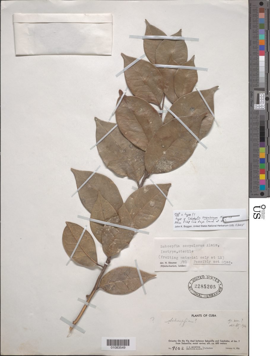 Schoepfia scopulorum