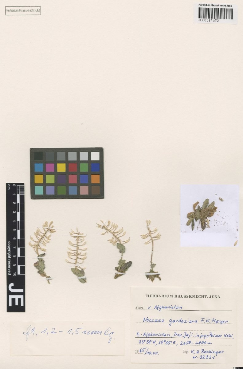 Noccaea gardeziana photograph 5