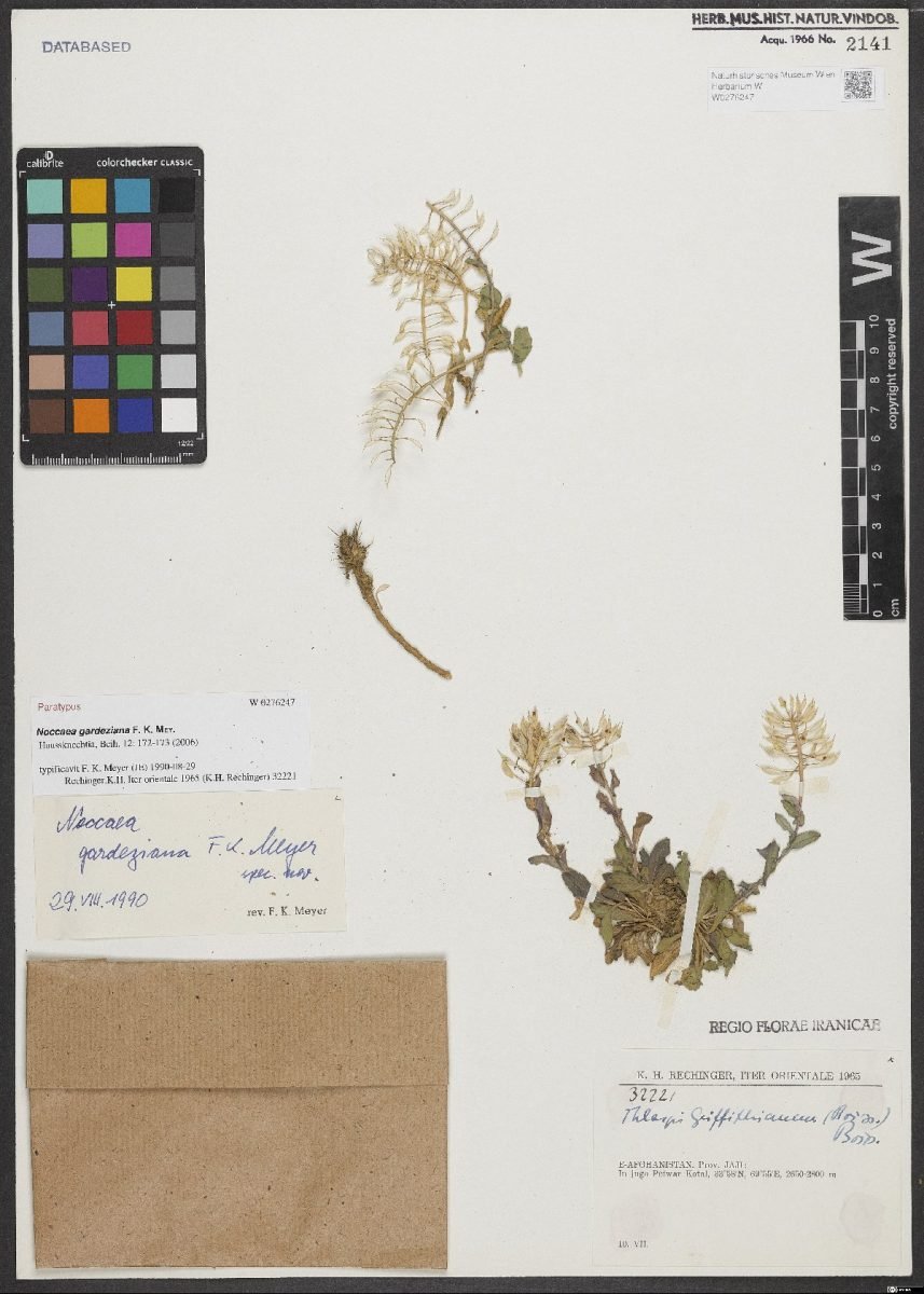 Noccaea gardeziana photograph 6