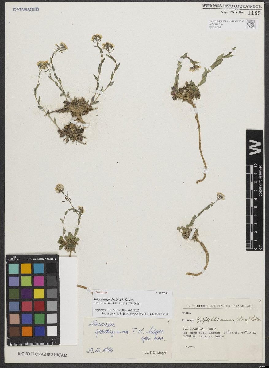 Noccaea gardeziana photograph 2