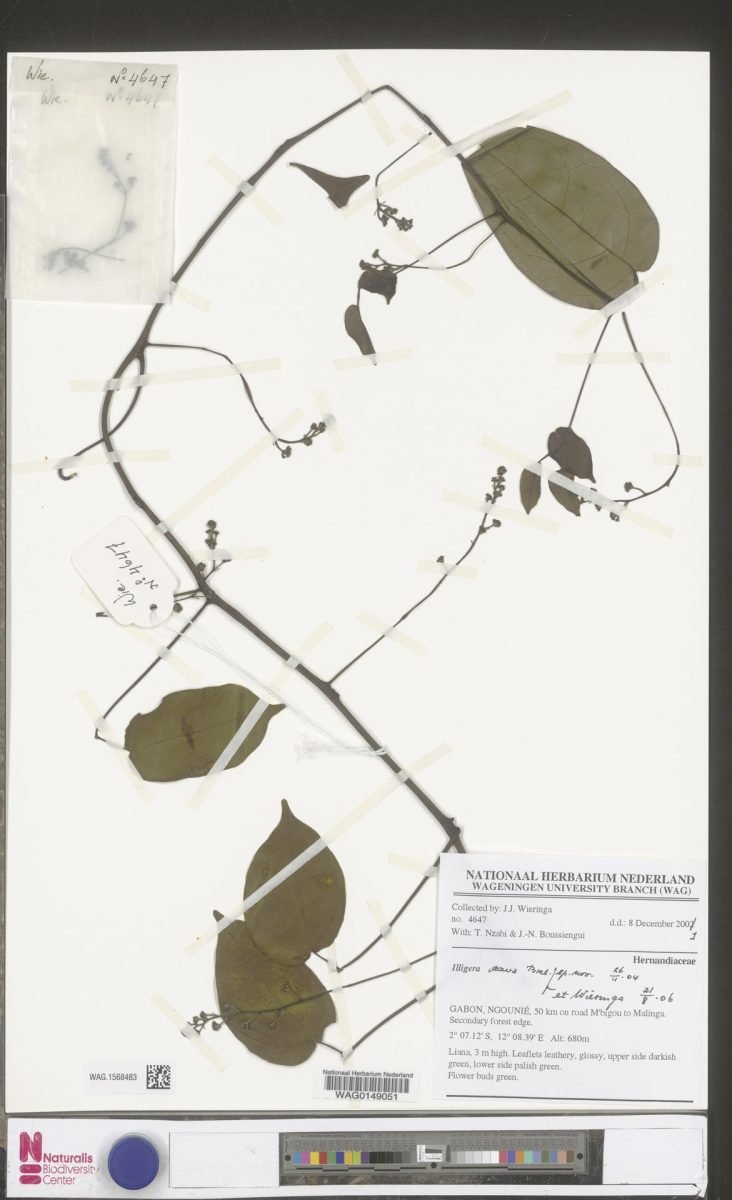 Illigera cava photograph 6