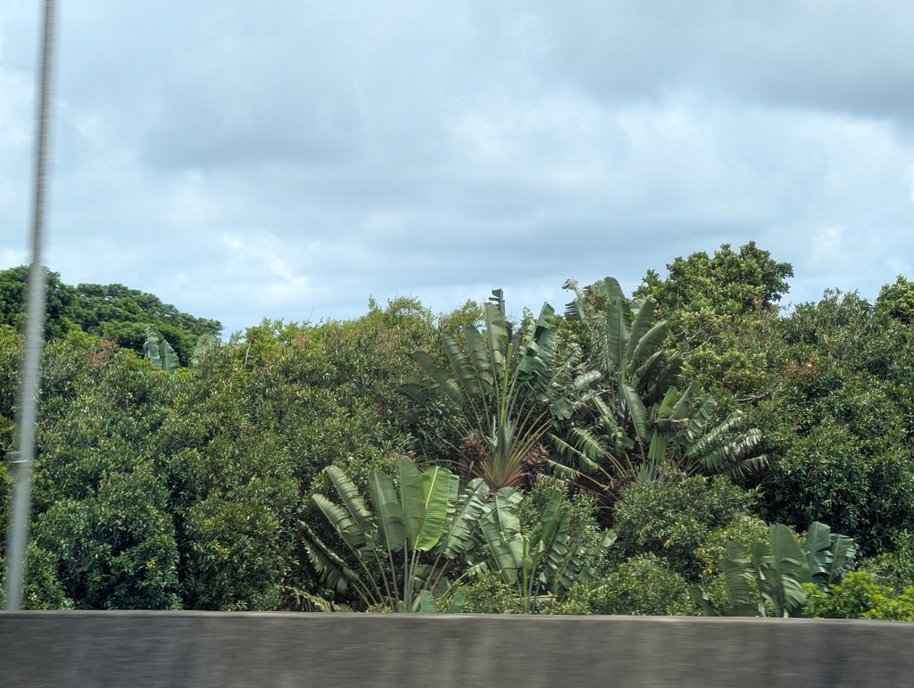 Ravenala madagascariensis