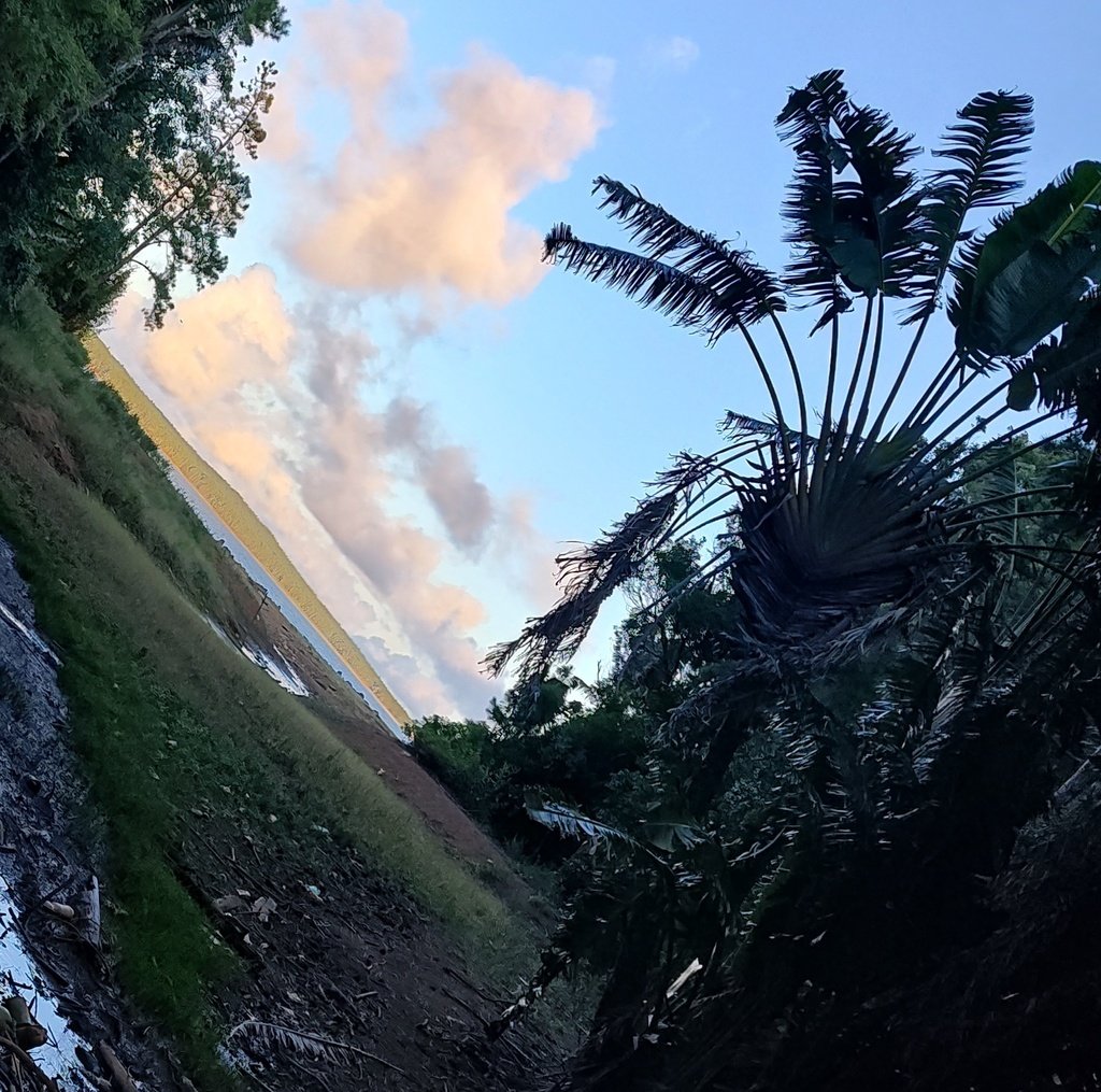 Ravenala madagascariensis photograph 4