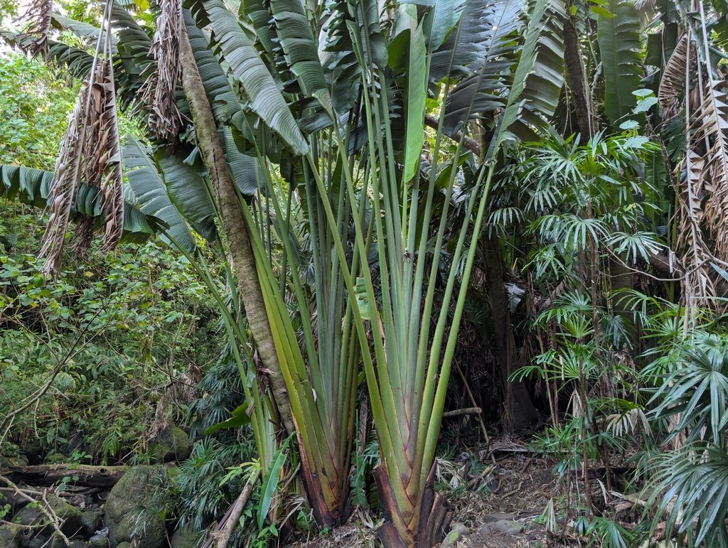 Ravenala madagascariensis photograph 5