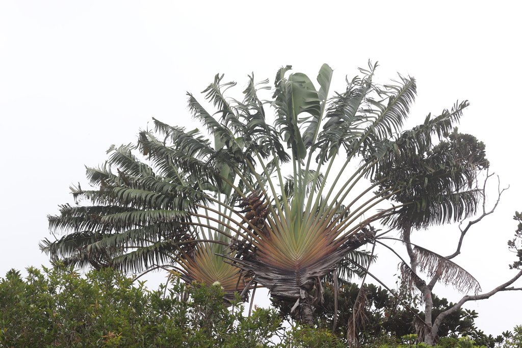 Ravenala madagascariensis photograph 3