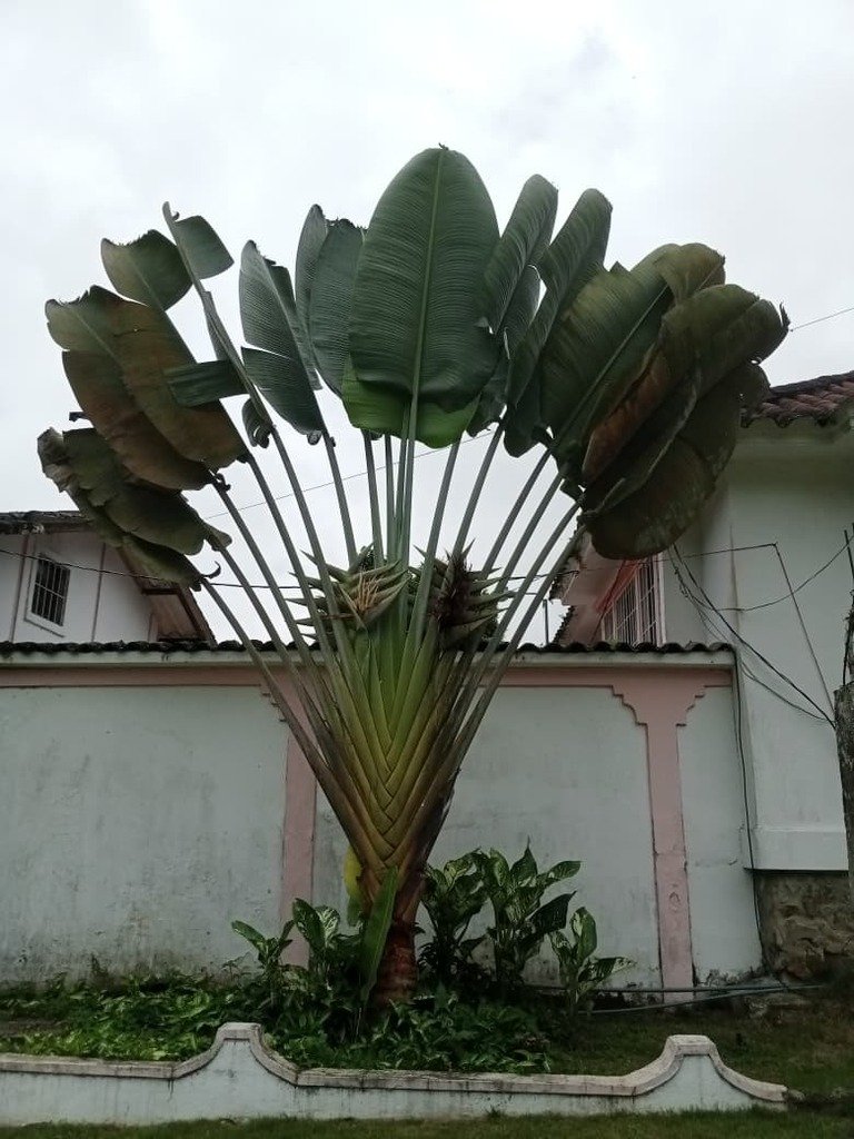 Ravenala madagascariensis photograph 2