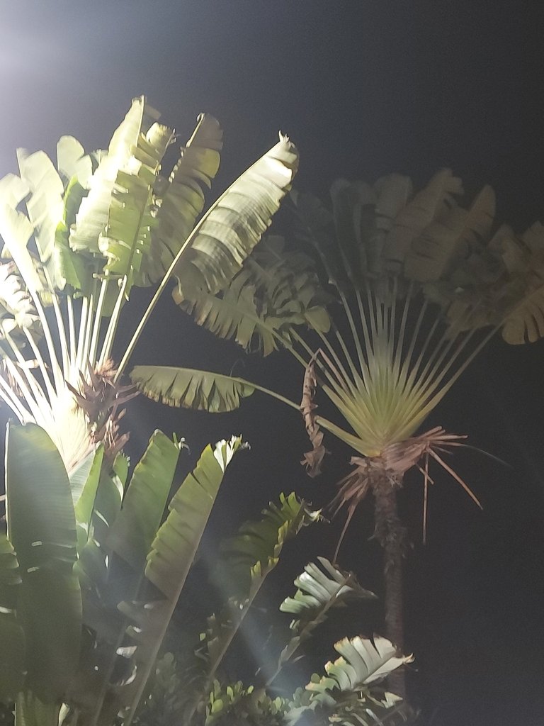 Ravenala madagascariensis photograph 6