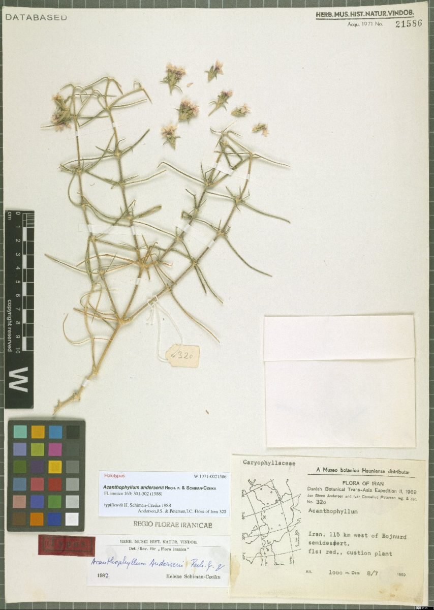 Acanthophyllum andersenii photograph 2