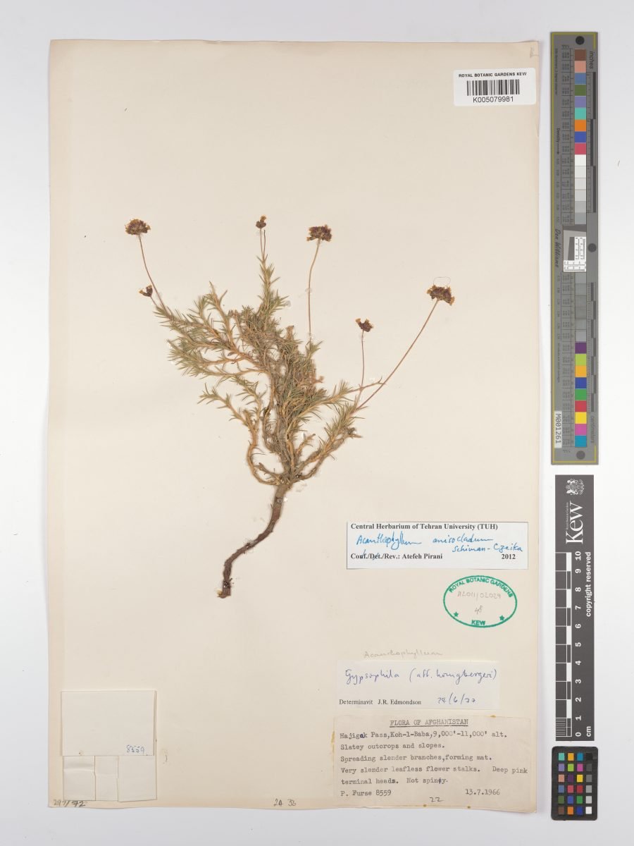 Acanthophyllum anisocladum photograph 4