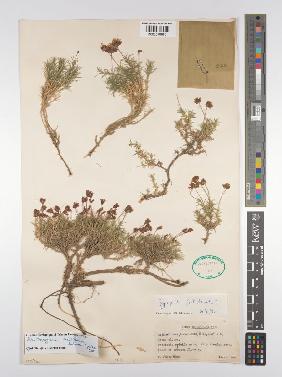 Acanthophyllum anisocladum photograph 5