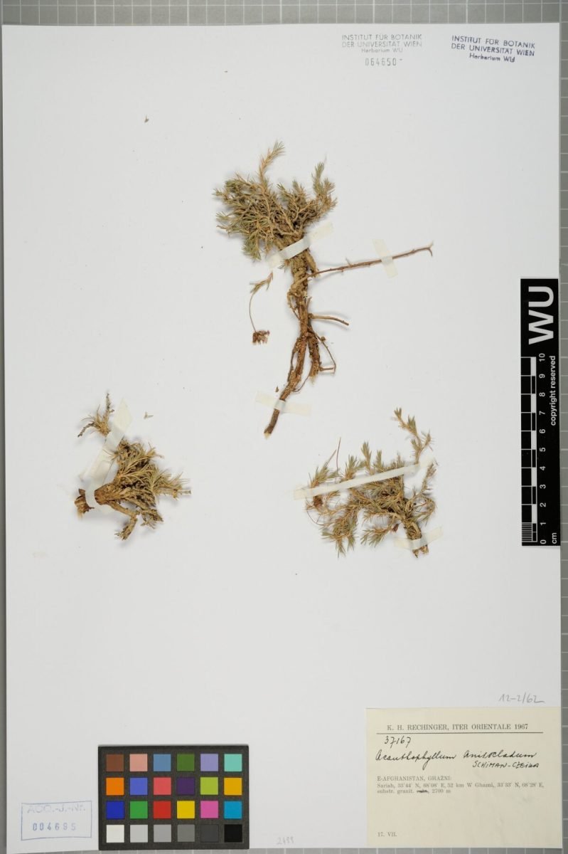 Acanthophyllum anisocladum photograph 3