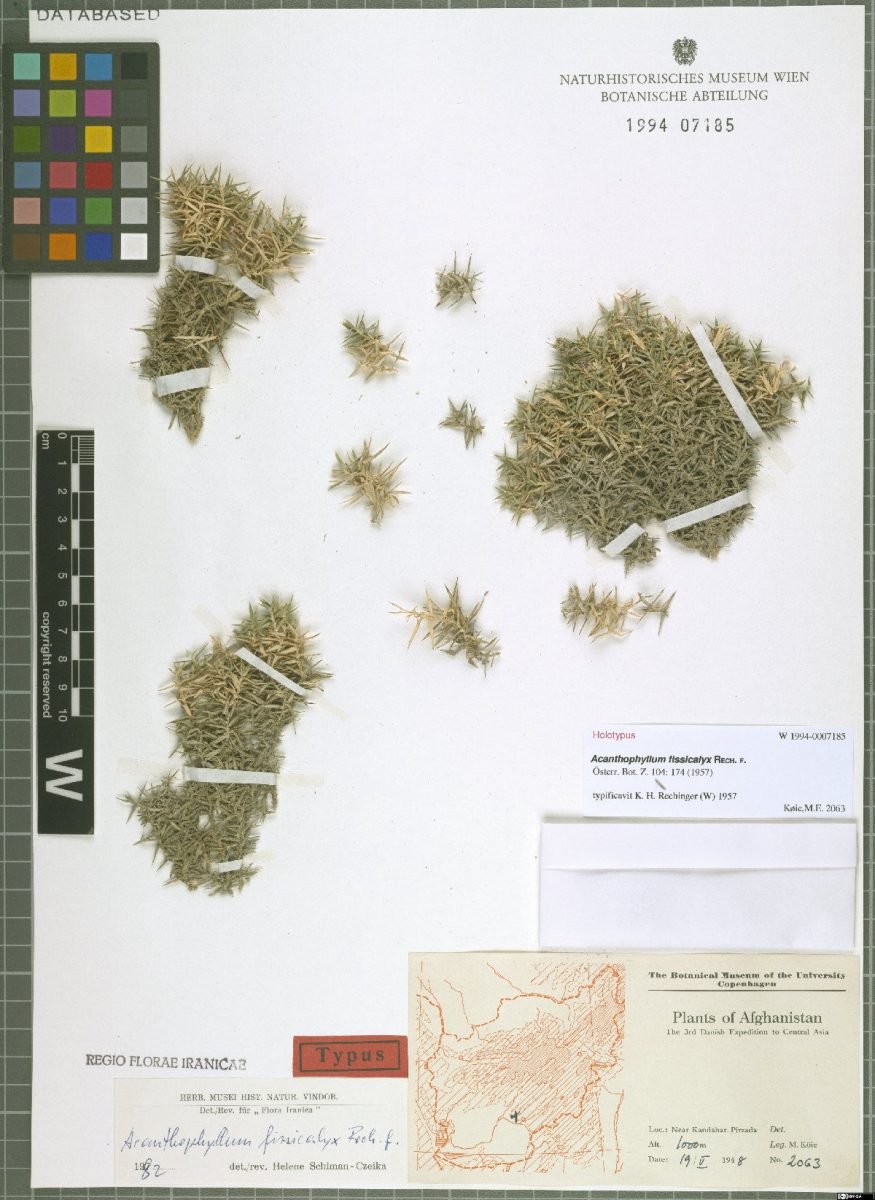 Acanthophyllum fissicalyx