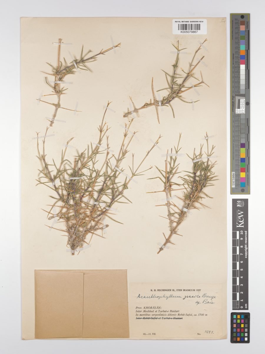 Acanthophyllum gracile photograph 4