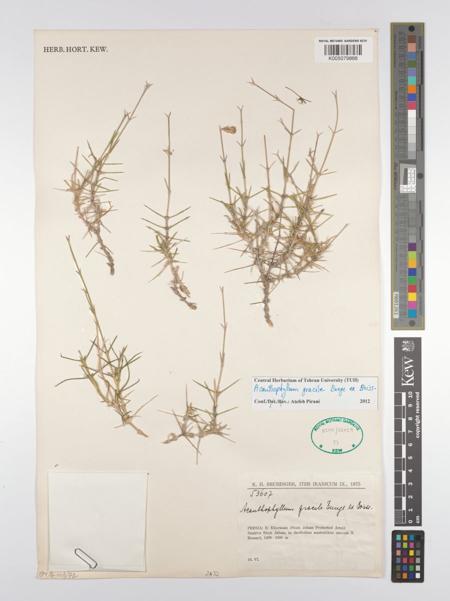 Acanthophyllum gracile photograph 2