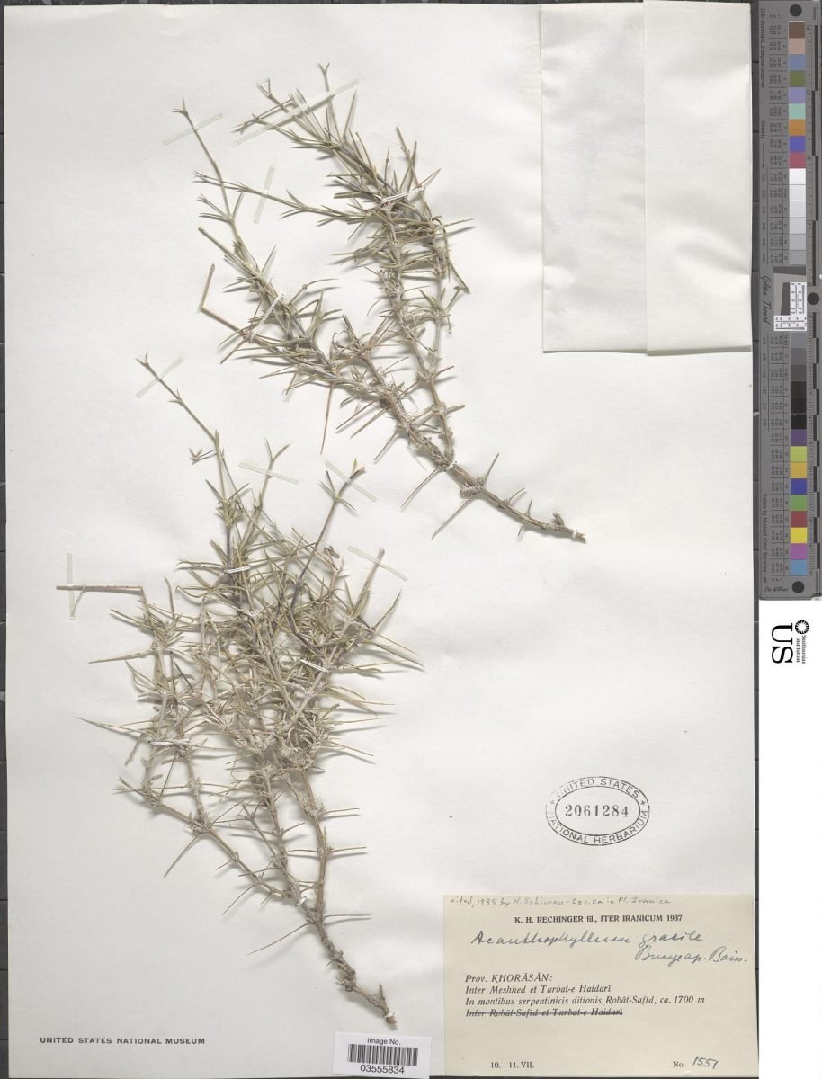 Acanthophyllum gracile photograph 3