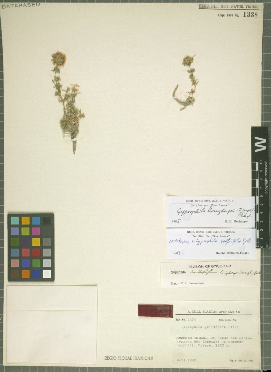 Acanthophyllum honigbergeri photograph 4