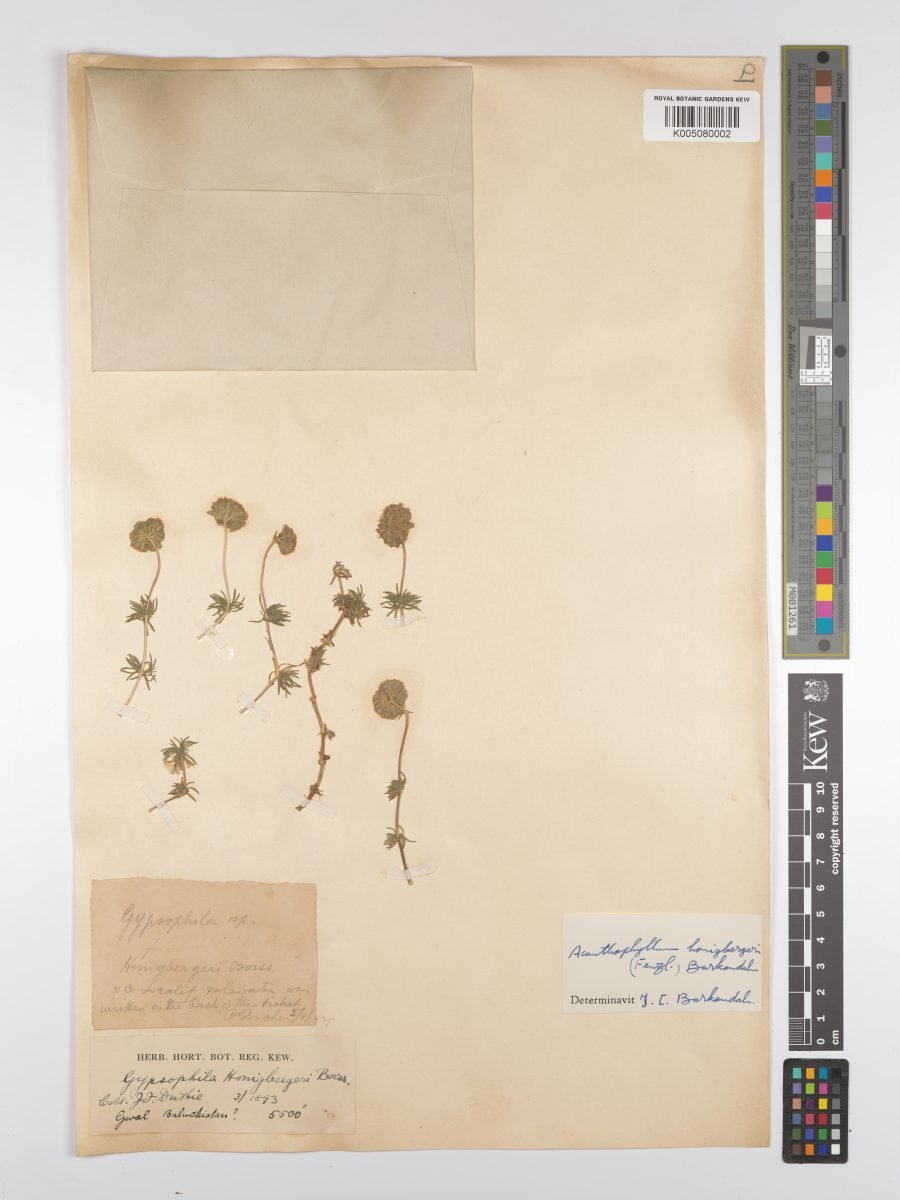 Acanthophyllum honigbergeri photograph 6