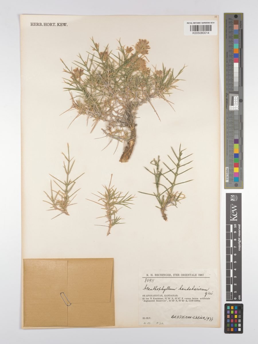 Acanthophyllum kandaharicum photograph 2