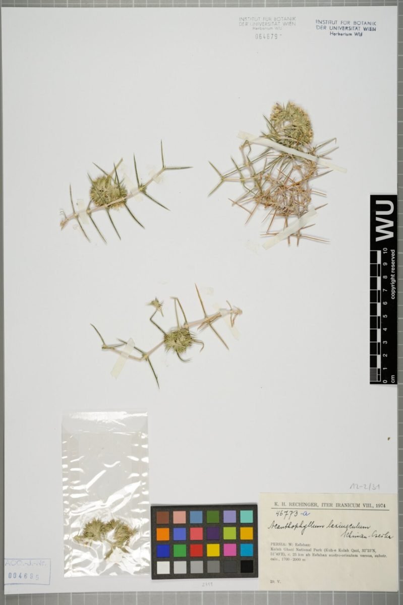 Acanthophyllum laxiusculum photograph 4