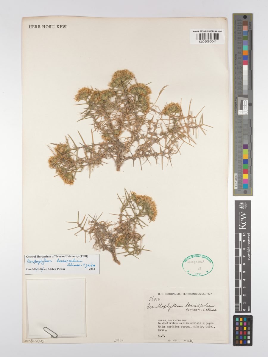 Acanthophyllum laxiusculum photograph 2