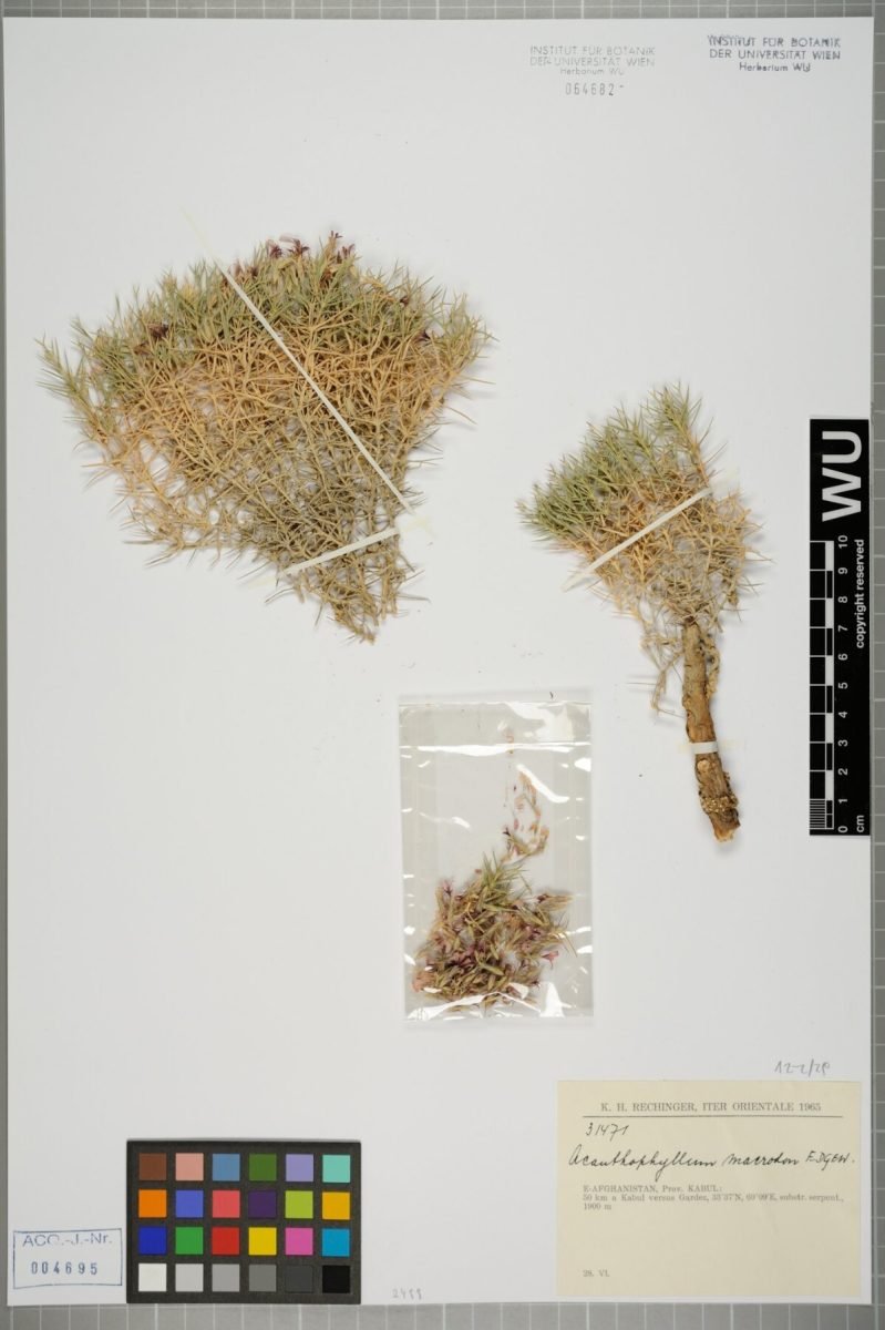 Acanthophyllum macrodon photograph 6